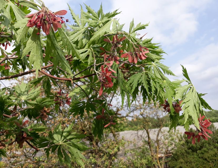 Acer japonicum ''Aconitifolium''