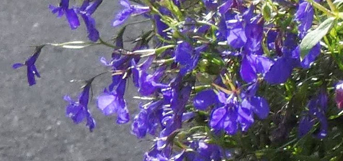 Lobelia erinus (cv)