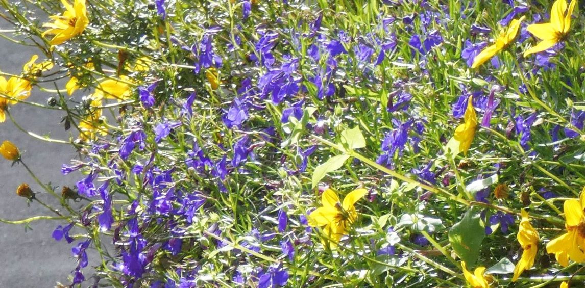 Lobelia erinus (cv)