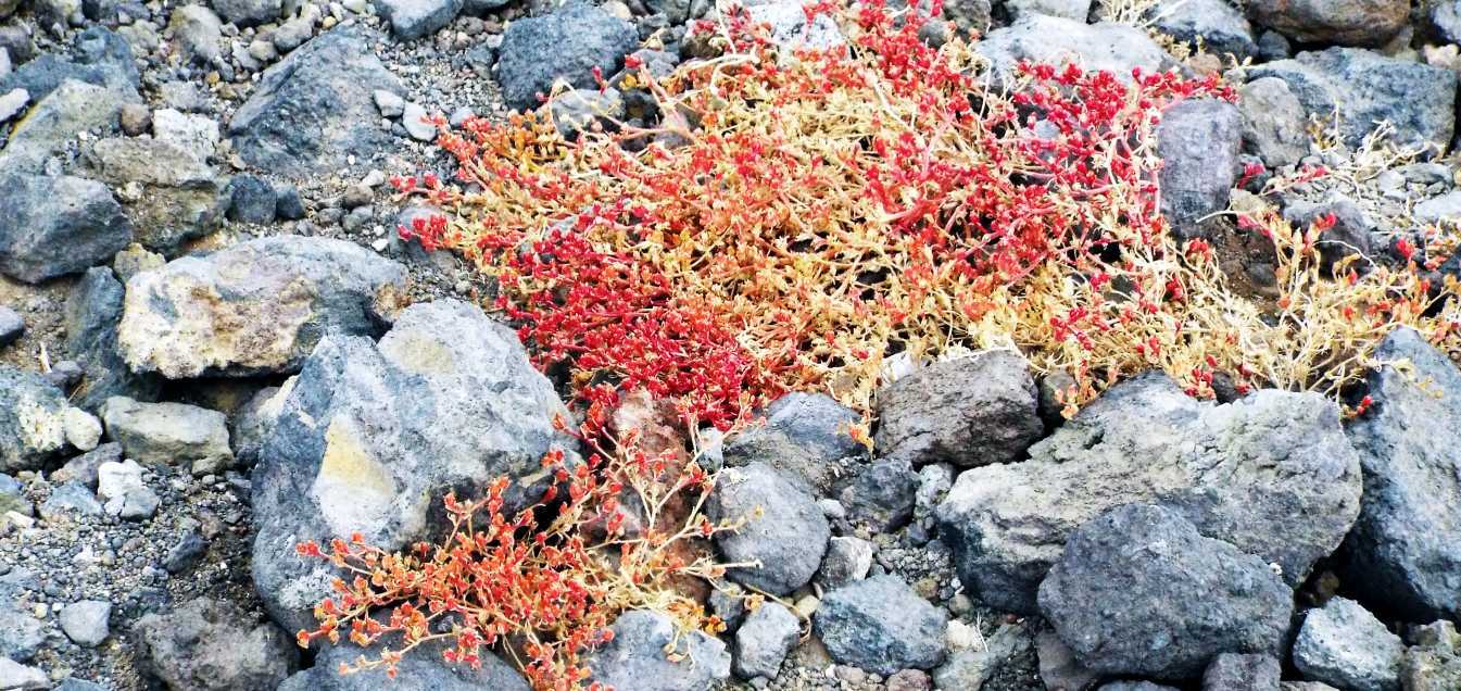 Da Tenerife (Canarie):  Mesembryanthemum nodiflorum  (Aizoaceae)