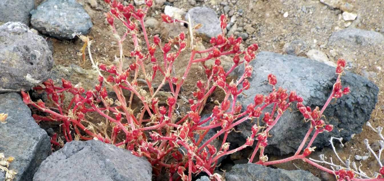 Da Tenerife (Canarie):  Mesembryanthemum nodiflorum  (Aizoaceae)