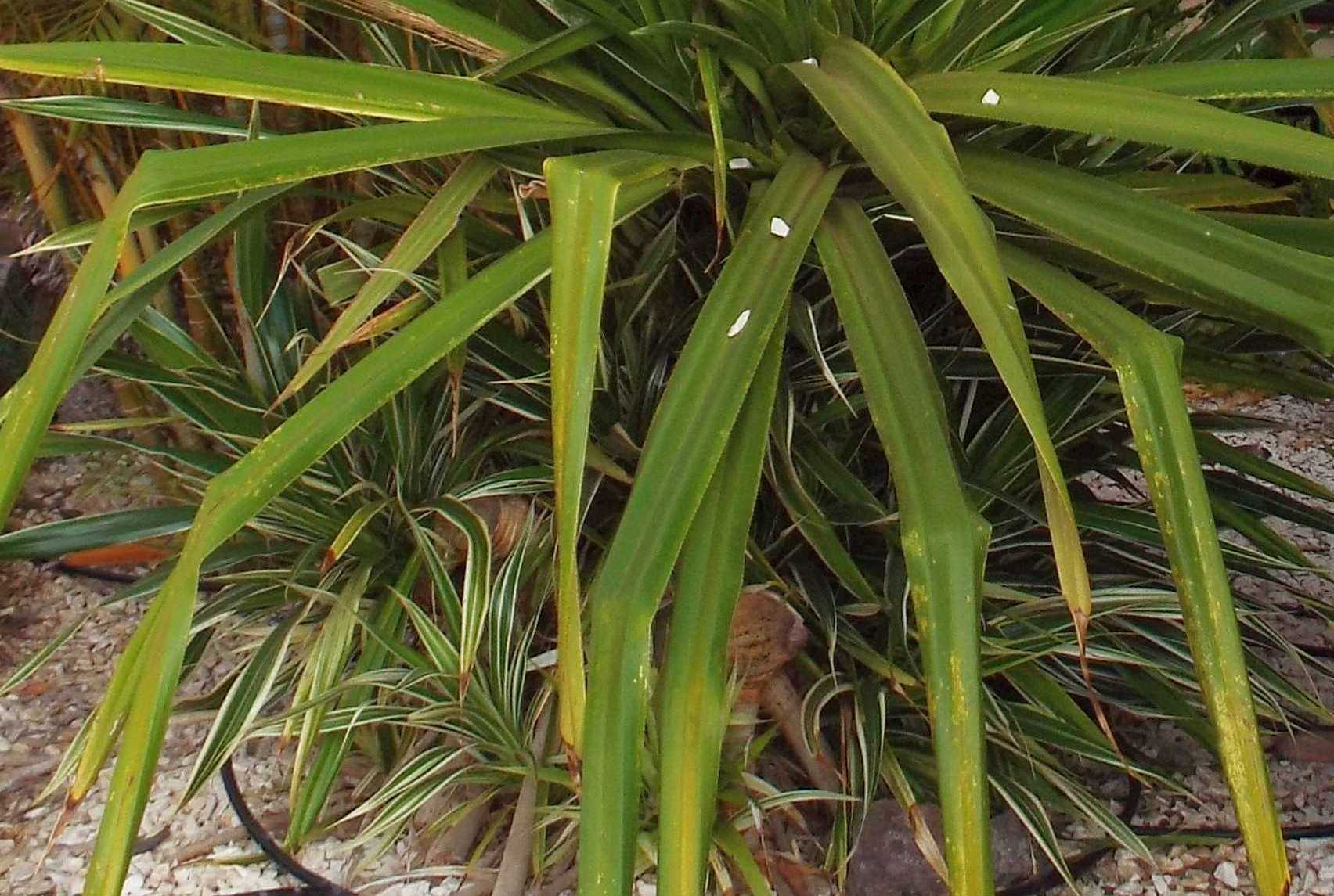 Da Tenerife (Canarie):  Ananas comosus var. bracteatus