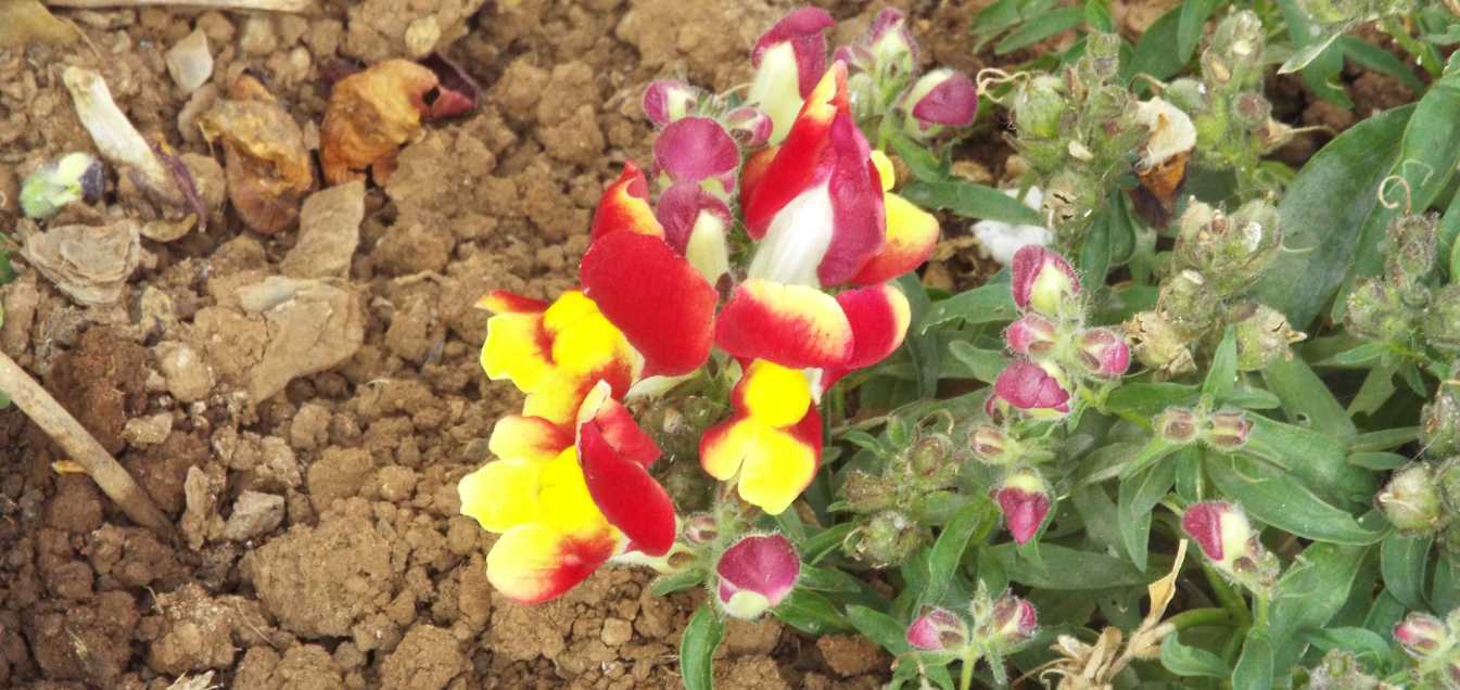 Da Tenerife (Canarie):  cv di Antirrhinum majus  (Plantaginaceae)