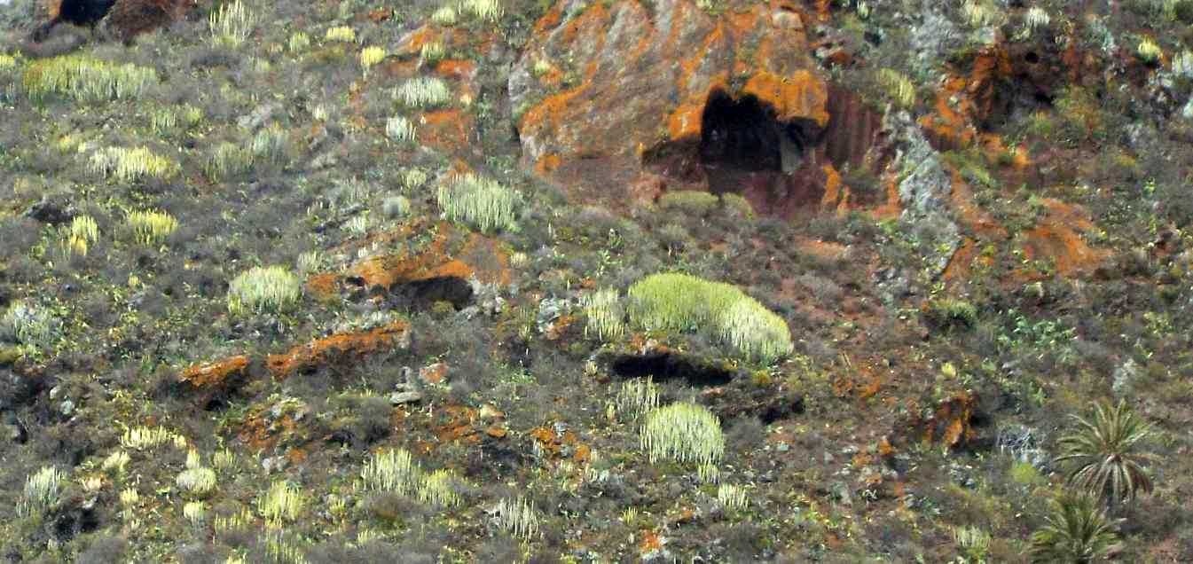 Da Tenerife e La Gomera (Canarie):  Euphorbia canariensis