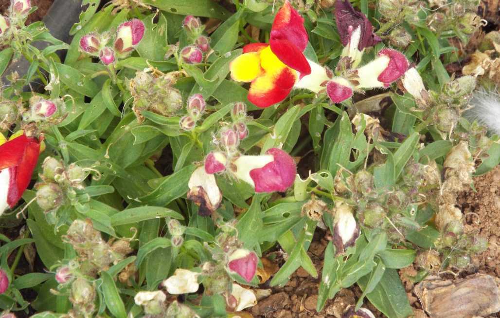 Da Tenerife (Canarie):  cv di Antirrhinum majus  (Plantaginaceae)