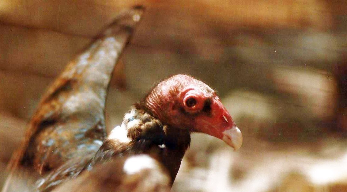 Rapace nei cieli dell''Arizona: Avvoltoio tacchino (Cathartes aura)