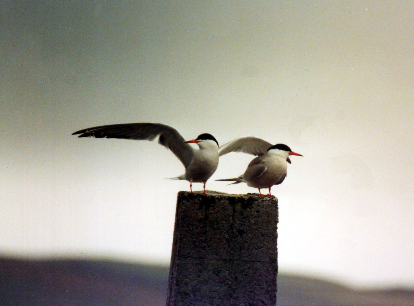 Sterne alle Shetland:  Sterna codalunga (Sterna paradisea)