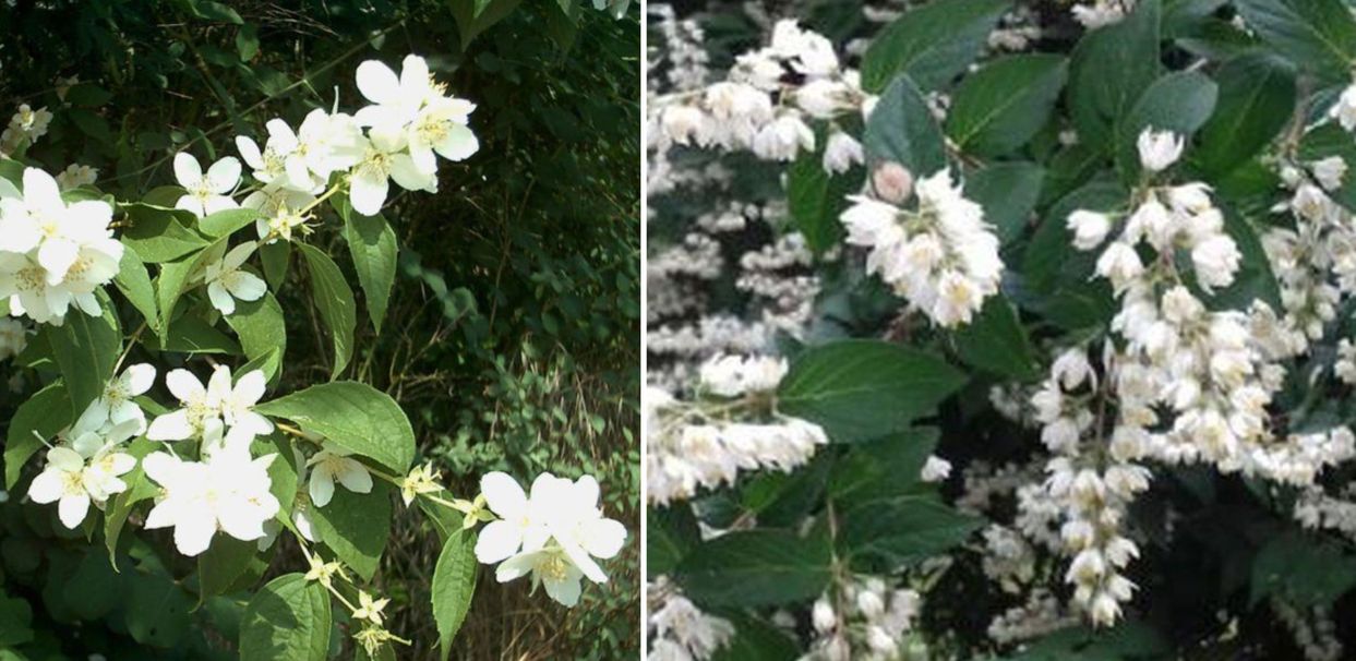 Deutzia sp. (Hydrangeaceae)