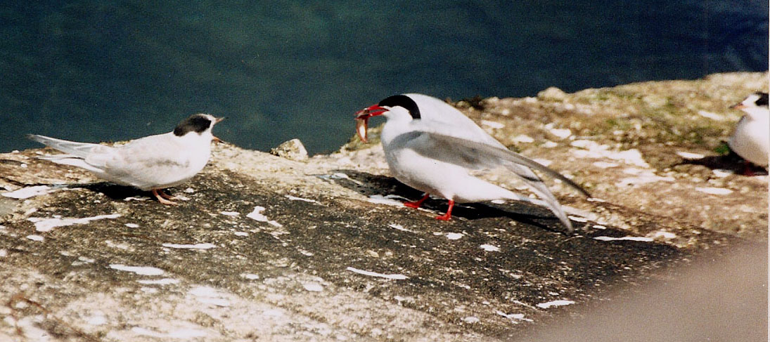 Sterne alle Shetland:  Sterna codalunga (Sterna paradisea)