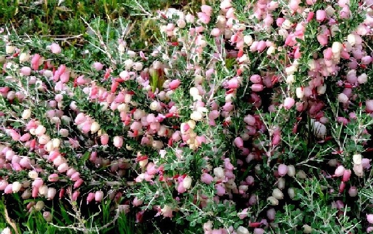 Fiori iraniani.