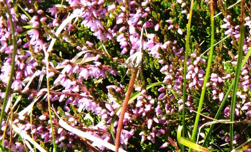 Calluna vulgaris cv. (Ericaceae)