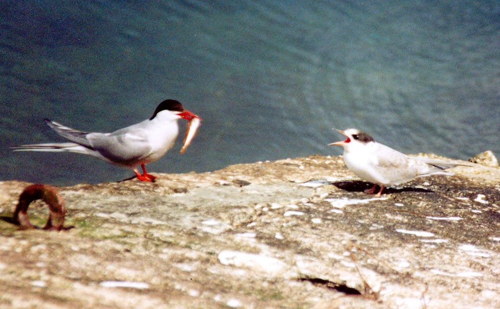 Sterne alle Shetland:  Sterna codalunga (Sterna paradisea)