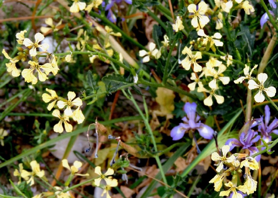 Fiori iraniani.