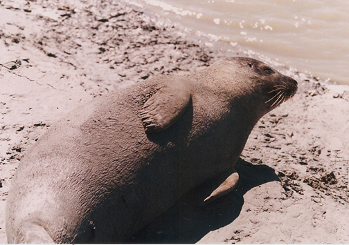 Una piccola foca a Mont Saint Michel