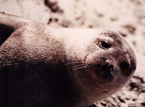 Una piccola foca a Mont Saint Michel