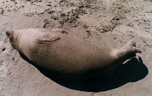 Una piccola foca a Mont Saint Michel