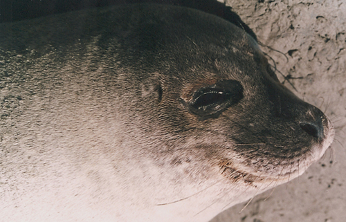 Una piccola foca a Mont Saint Michel