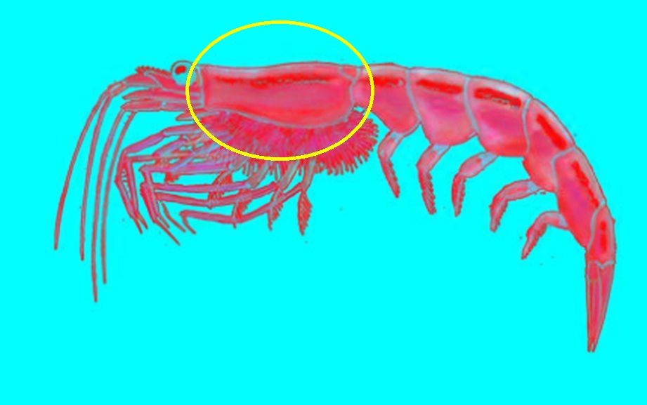 Krill islandese?   No, larva di Dittero (cfr. Chironomidae)