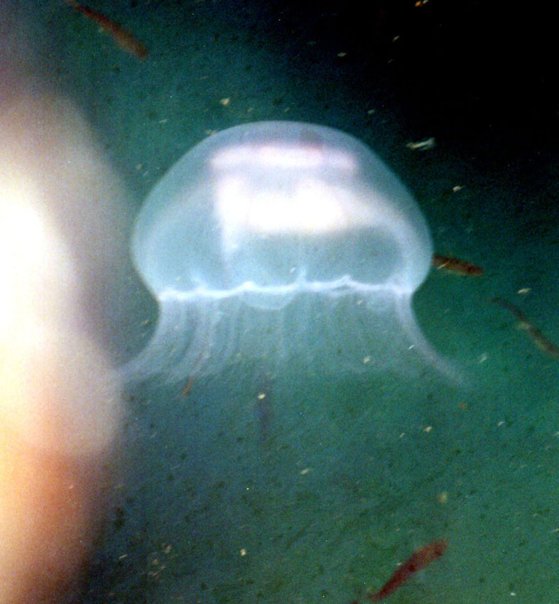 Meduse delle Shetland