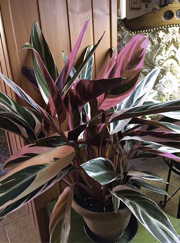 Stromanthe sanguinea (Hook.) Sond. ''Tricolor'' (Marantaceae).