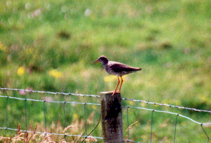 Limicolo alle Shetland:  Pettegola (Tringa totanus)