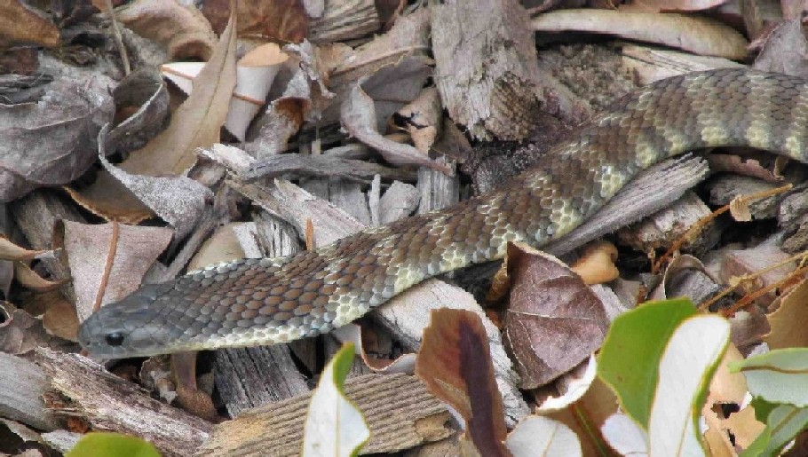 Serpente australiano