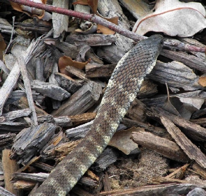 Serpente australiano