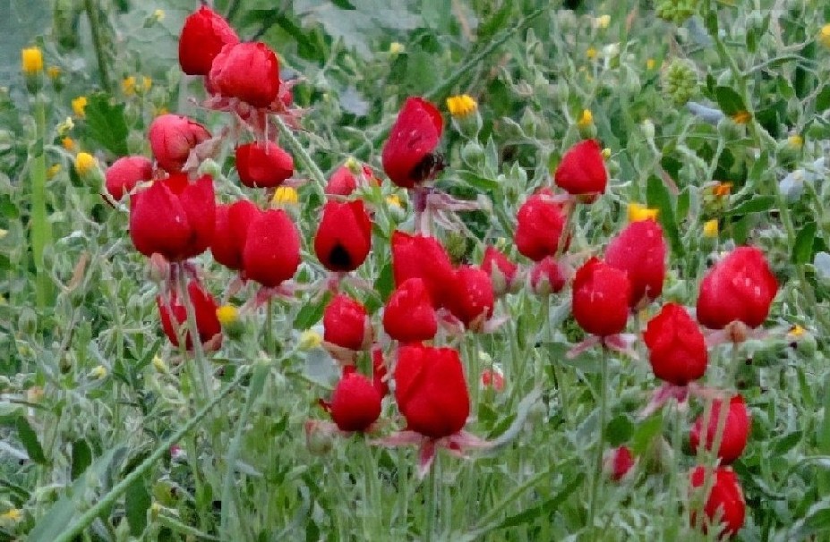 Fiori iraniani.