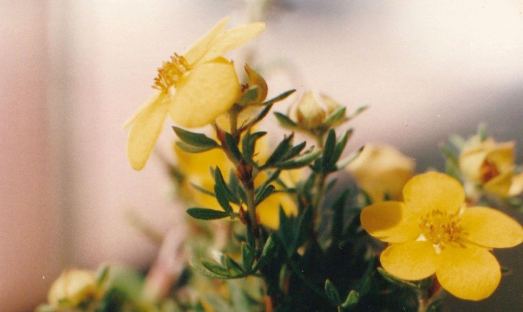 Potentilla sp. (Rosaceae)