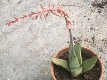 Mi sembra una Gasteria