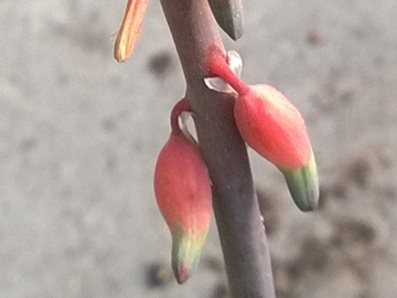 Mi sembra una Gasteria