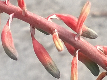 Mi sembra una Gasteria