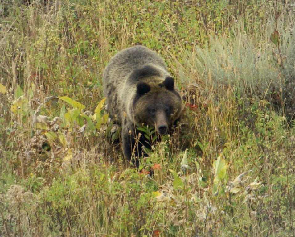 Grizzly - Grand Teton National Park