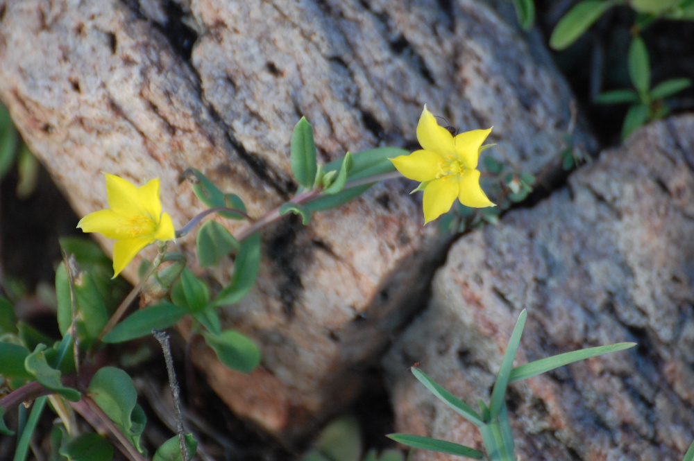 Tanzania - Talinum caffrum (Talinaceae) , Natura Mediterraneo | Forum ...